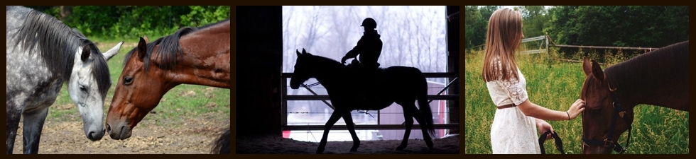 Buck Lake Stables