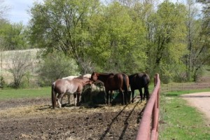 Buck Lake Stables Facility