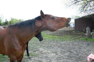 Horse Saying Hi