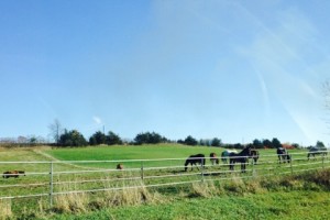 Horses in Pasture